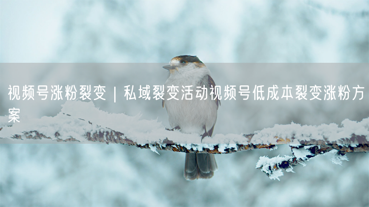 视频号涨粉裂变｜私域裂变活动视频号低成本裂变涨粉方案